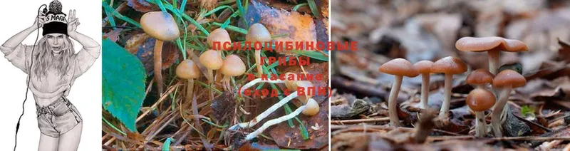 Галлюциногенные грибы Psilocybine cubensis  МЕГА как зайти  Старая Русса  что такое наркотик 